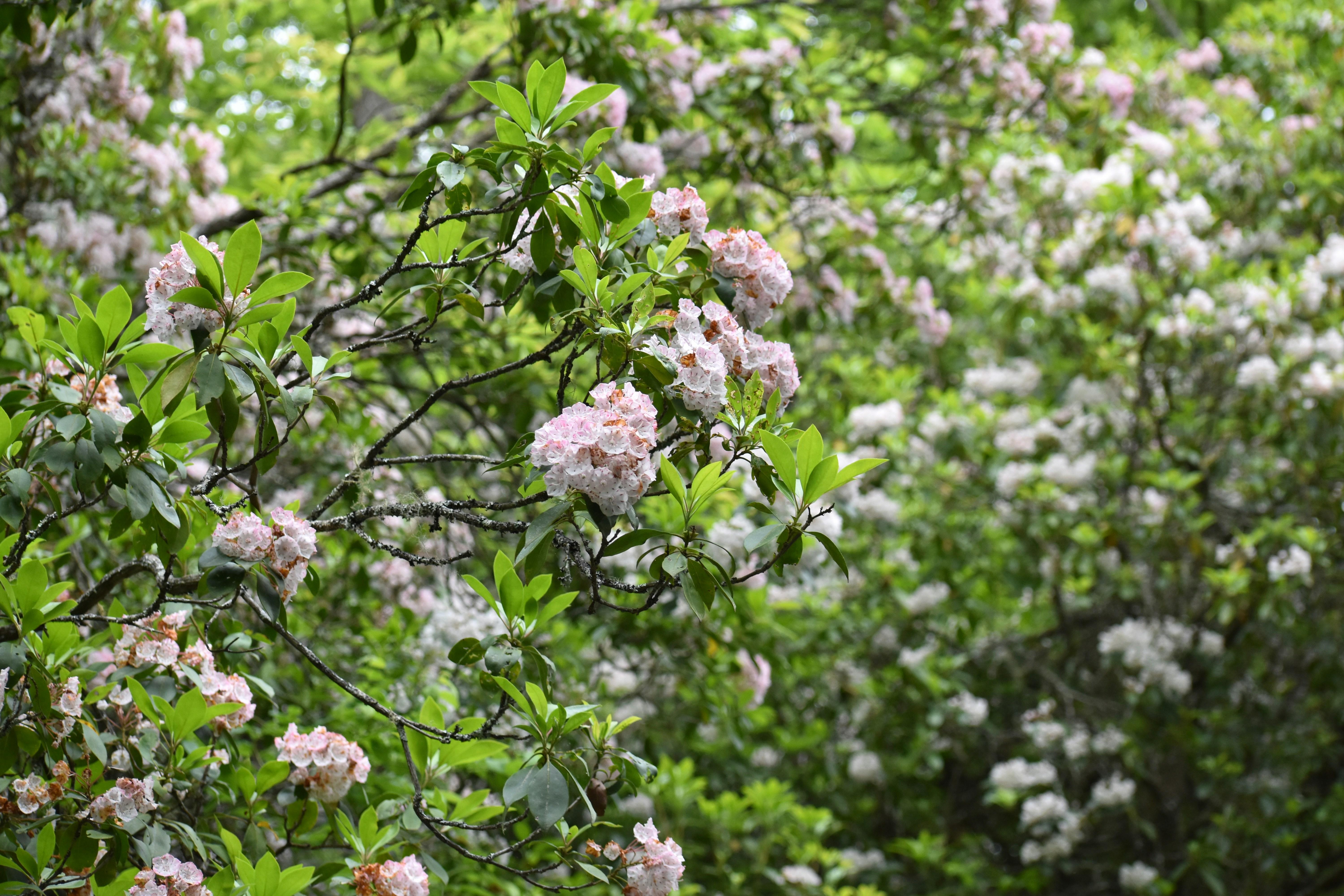 Cultivating Self-Compassion and Resilience
