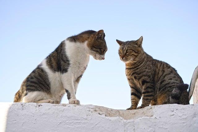 Reading the Signals: Understanding Body Language and Boundaries