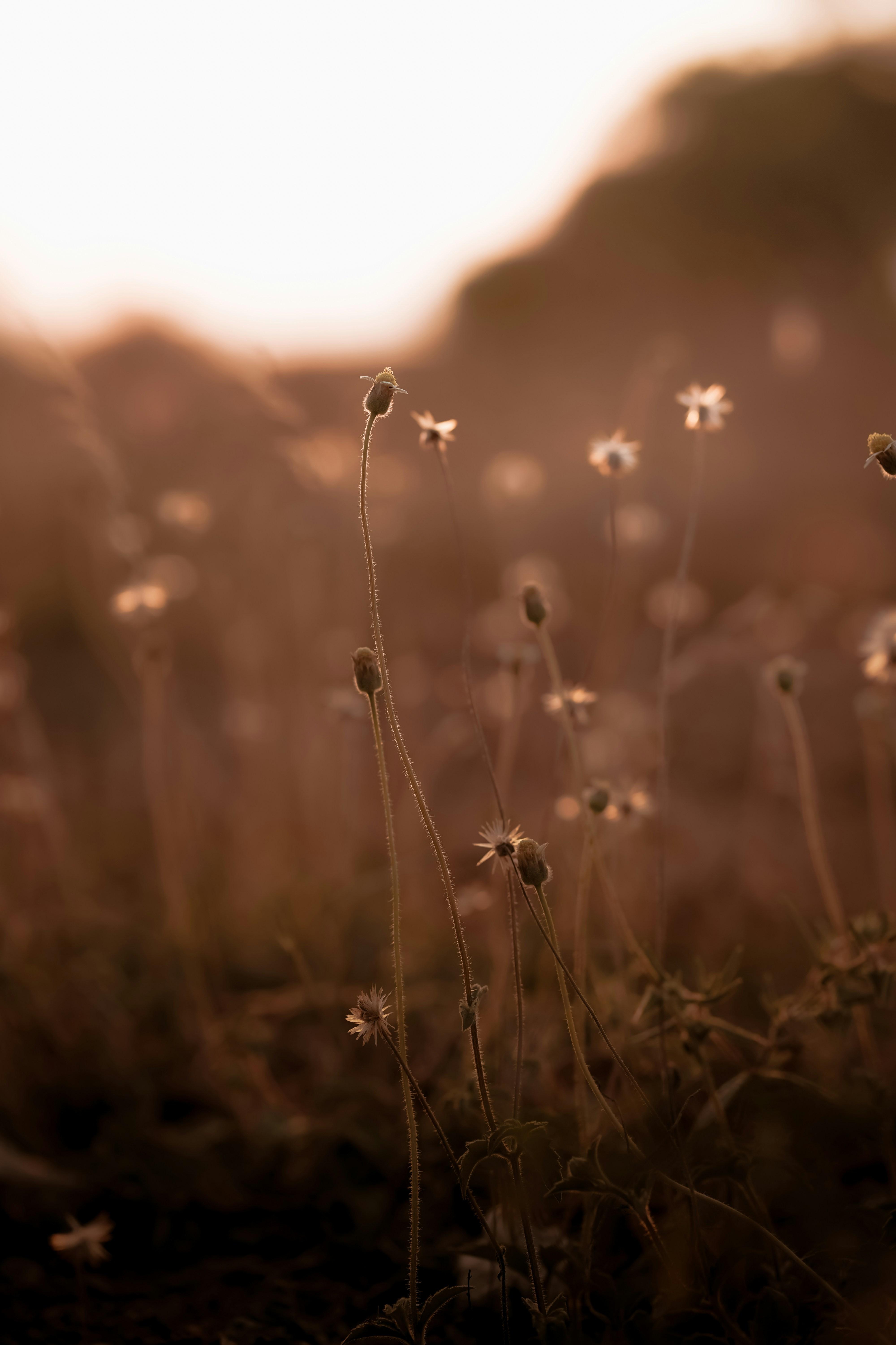 Cultivating Resilience: Building Strength Through Vulnerability