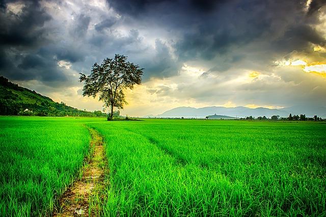 Harmonizing Heart and Mind: Strategies for Emotional Independence