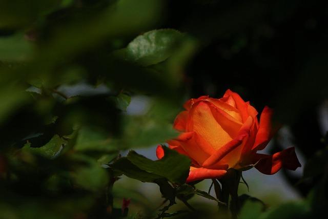 Strategies for Coping with Heartache in Long-Term Relationship Pursuits